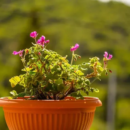 Bozena 1/4 مالي لوشينغْ